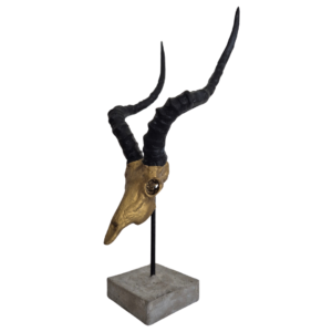Impala Skull Gold Black - 31cm