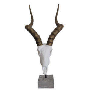 Impala Skull with Gold Horns - 54cm