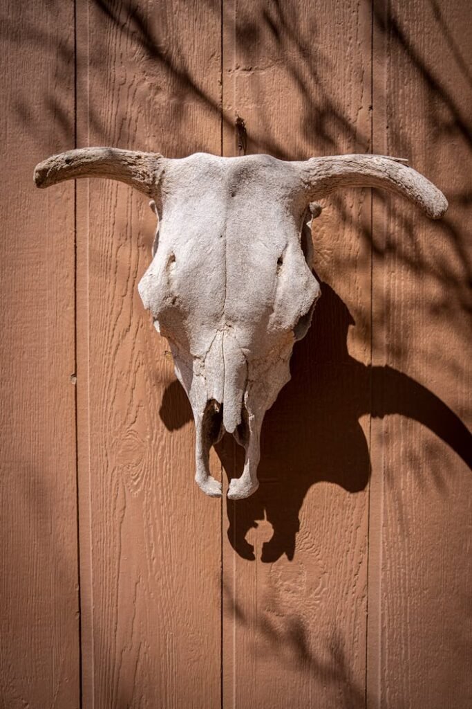 Weathered bull skull mounted on a rustic wooden wall with shadow. Perfect for Western themes.
