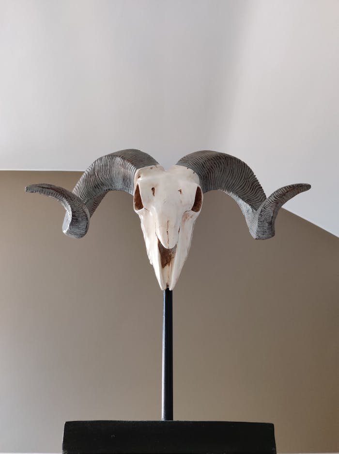 A visually striking ram skull with pronounced curved horns displayed on a stand indoors.